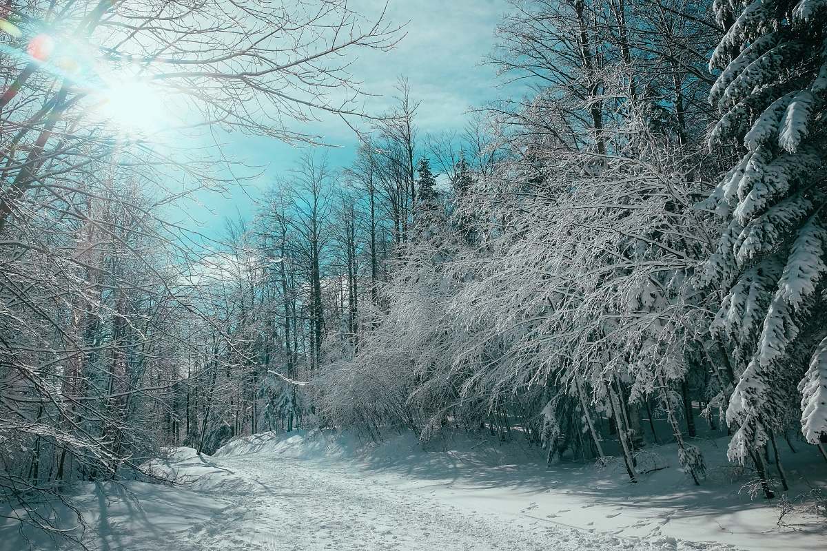 winter bare trees cover by snow platak