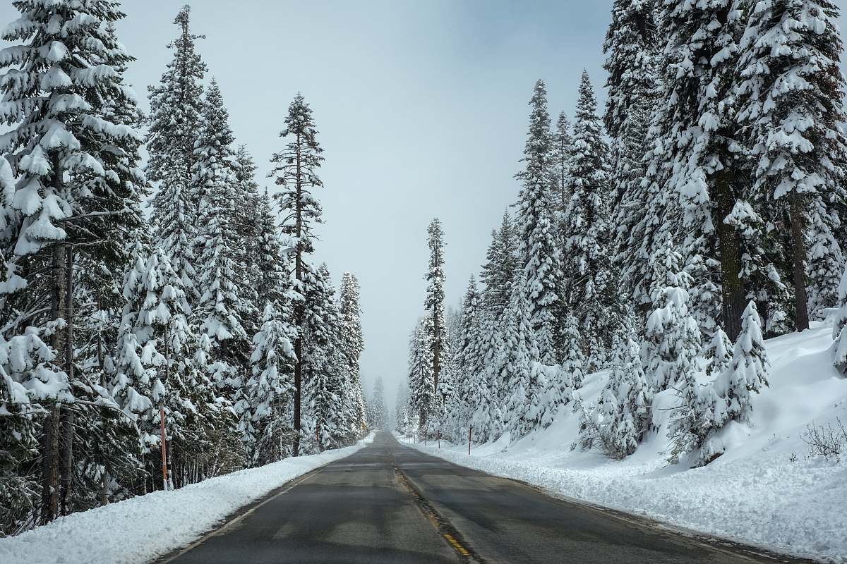 tree road surrounded by pine trees with white snow during daytime trees
