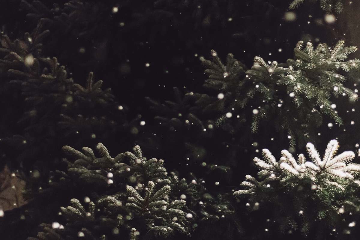 winter snow fall on tree tree