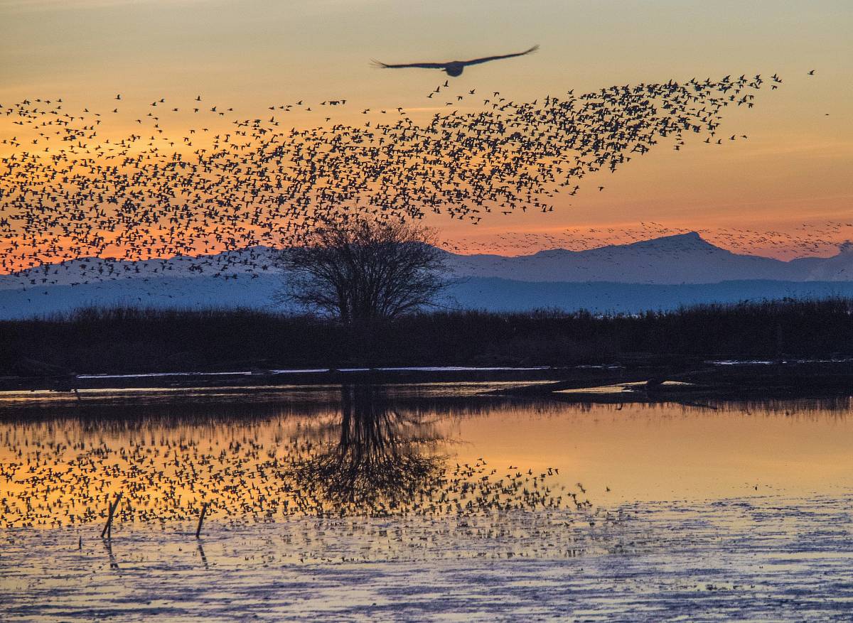swam of birds during golden hour