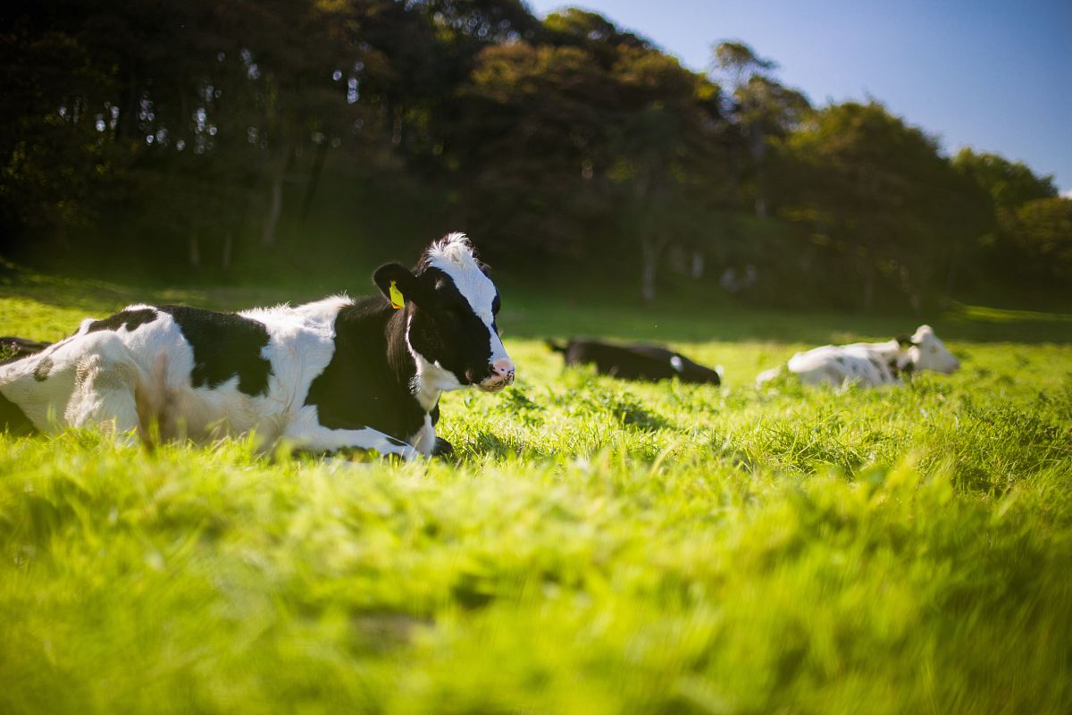 three black and white Angus cattle on green grass during day