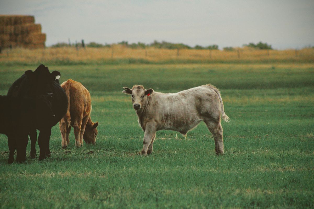 three cattle on green grass at daytime