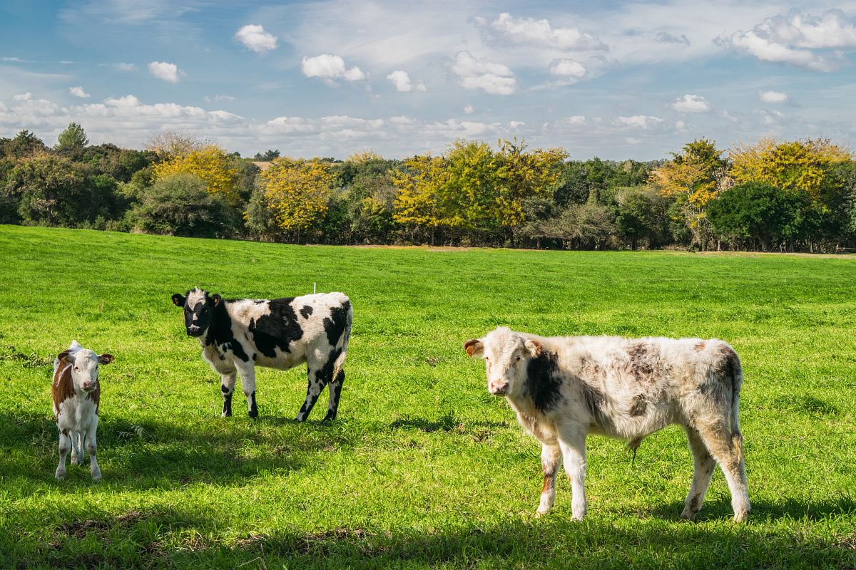three cows on green grass