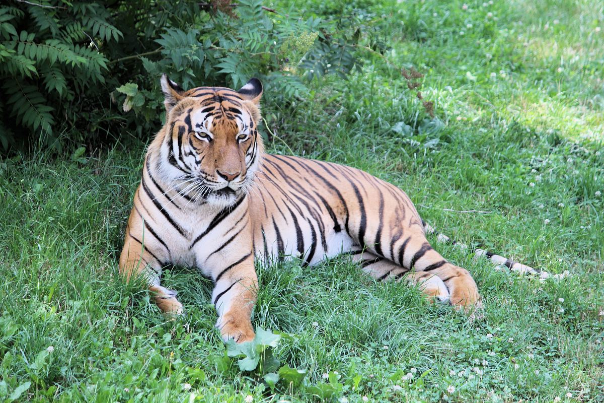 tiger near fern