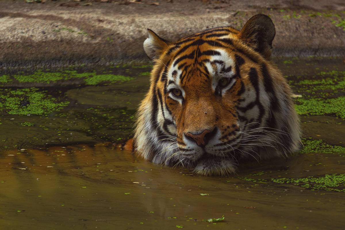 tiger photograph