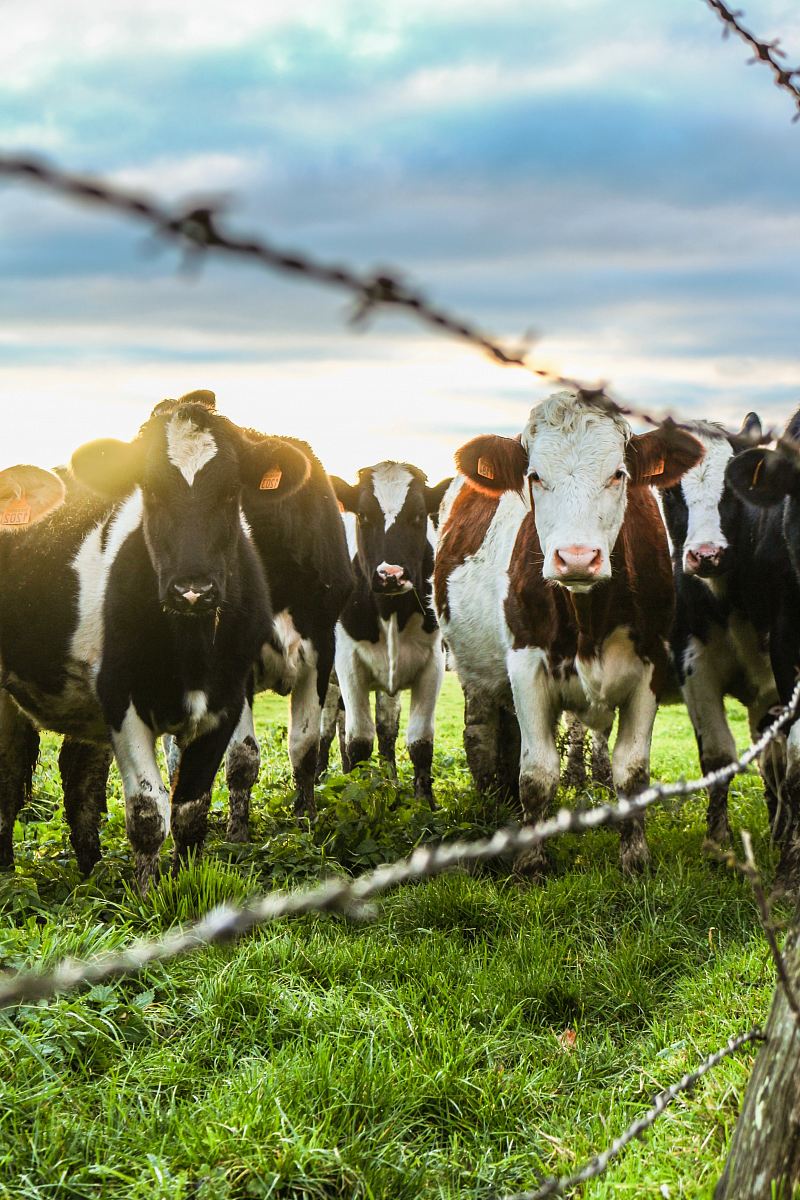 tilt-shift photography of cattle lot