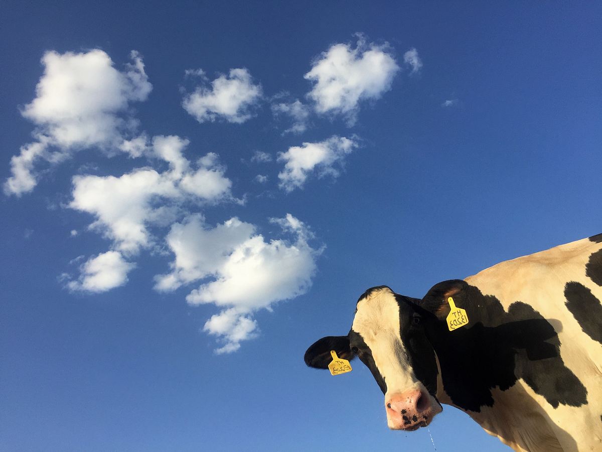 time lapse photography of cattle cow under clouds
