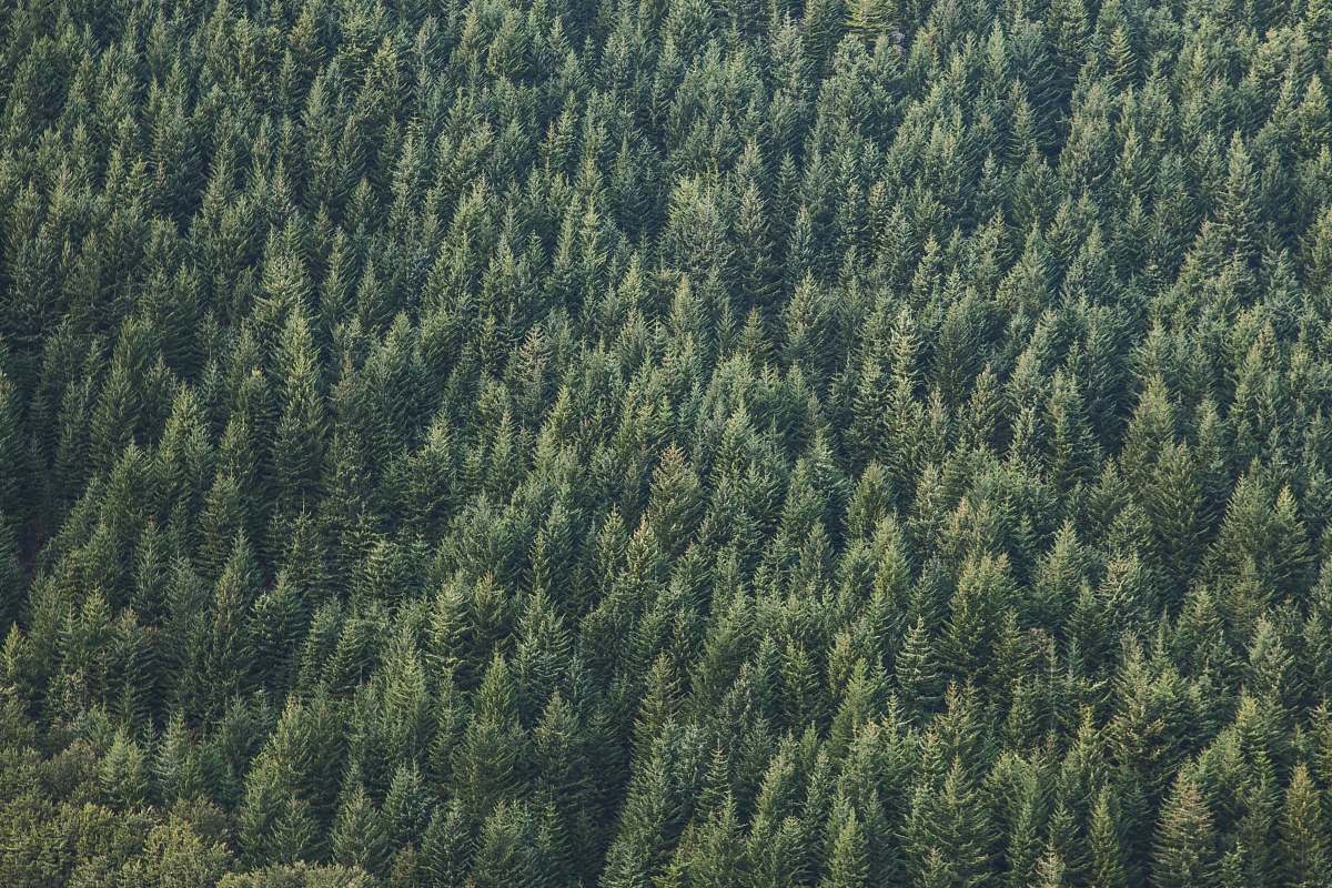 nature aerial photo of forest forest