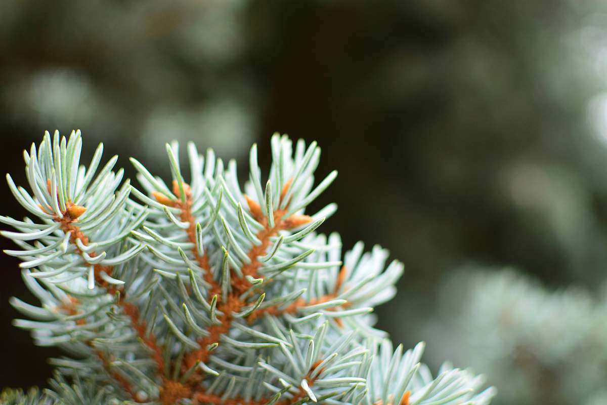 flora focused photo of a green leafed plant plant