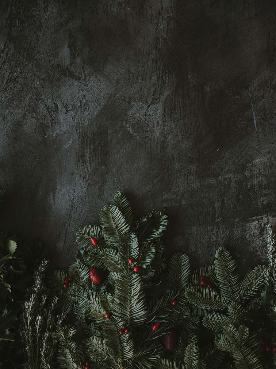 plant green leaf tree conifer