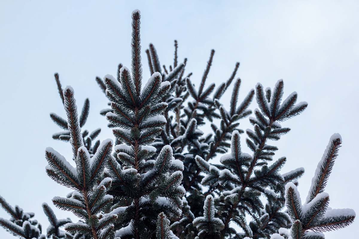 winter low-angle photography of green leaf tree fir