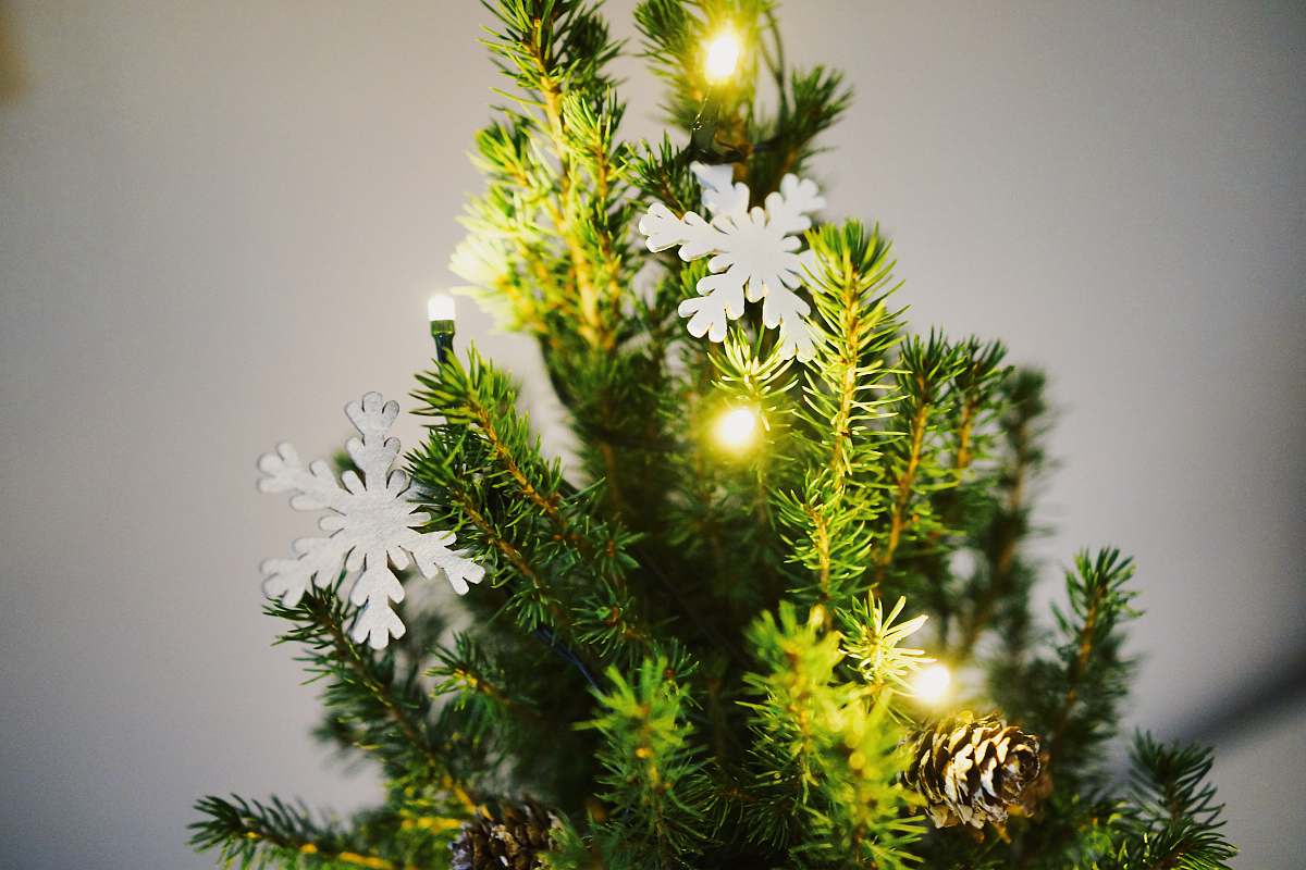 plant shallow focus photography of green Christmas tree with white snowflakes decor mimosa