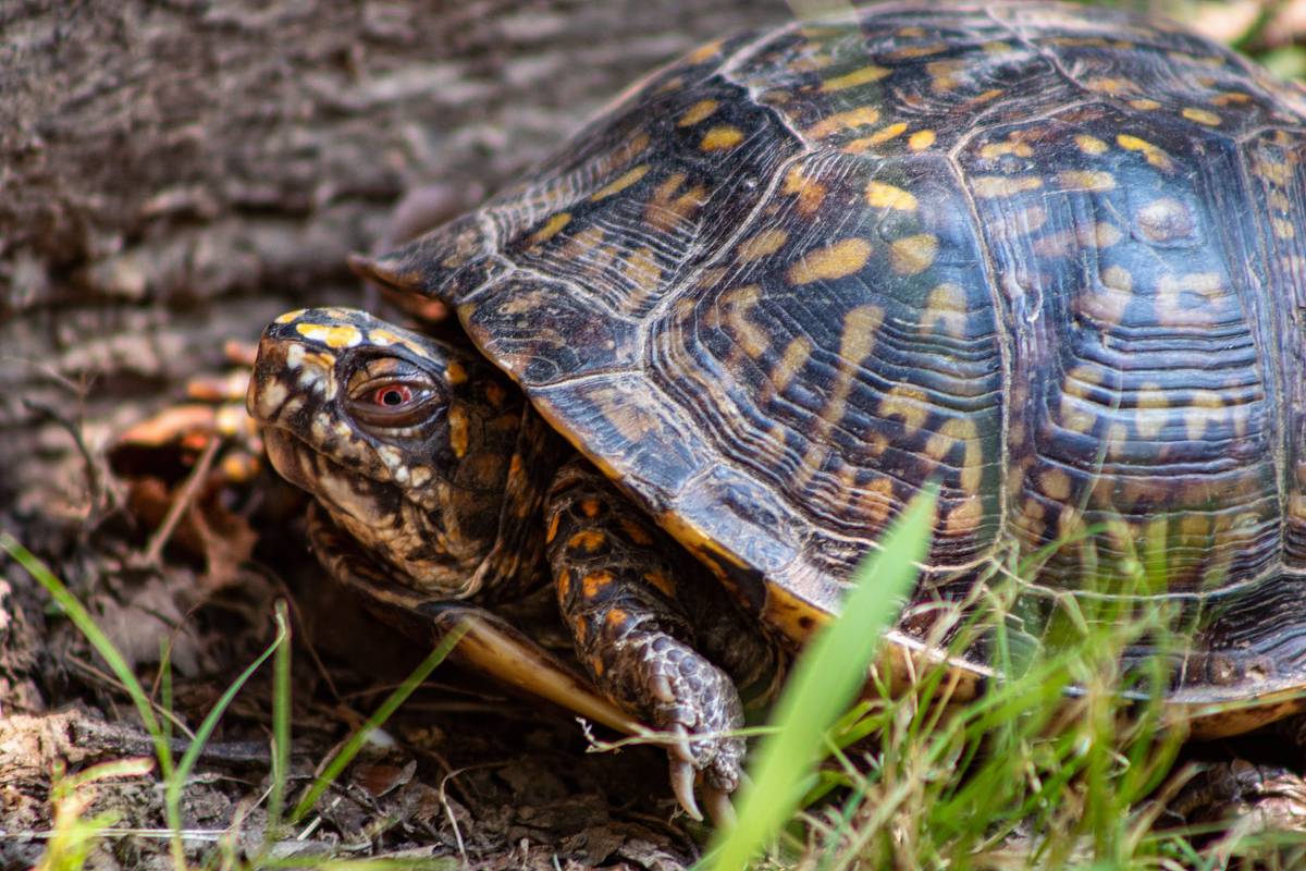 turtle walking on ground