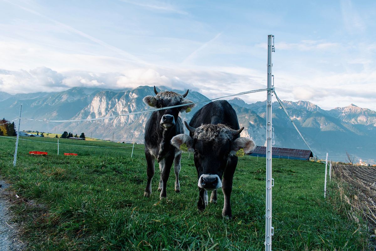 two black and white cattle on green field viewing mountain under white and blue sky during daytime