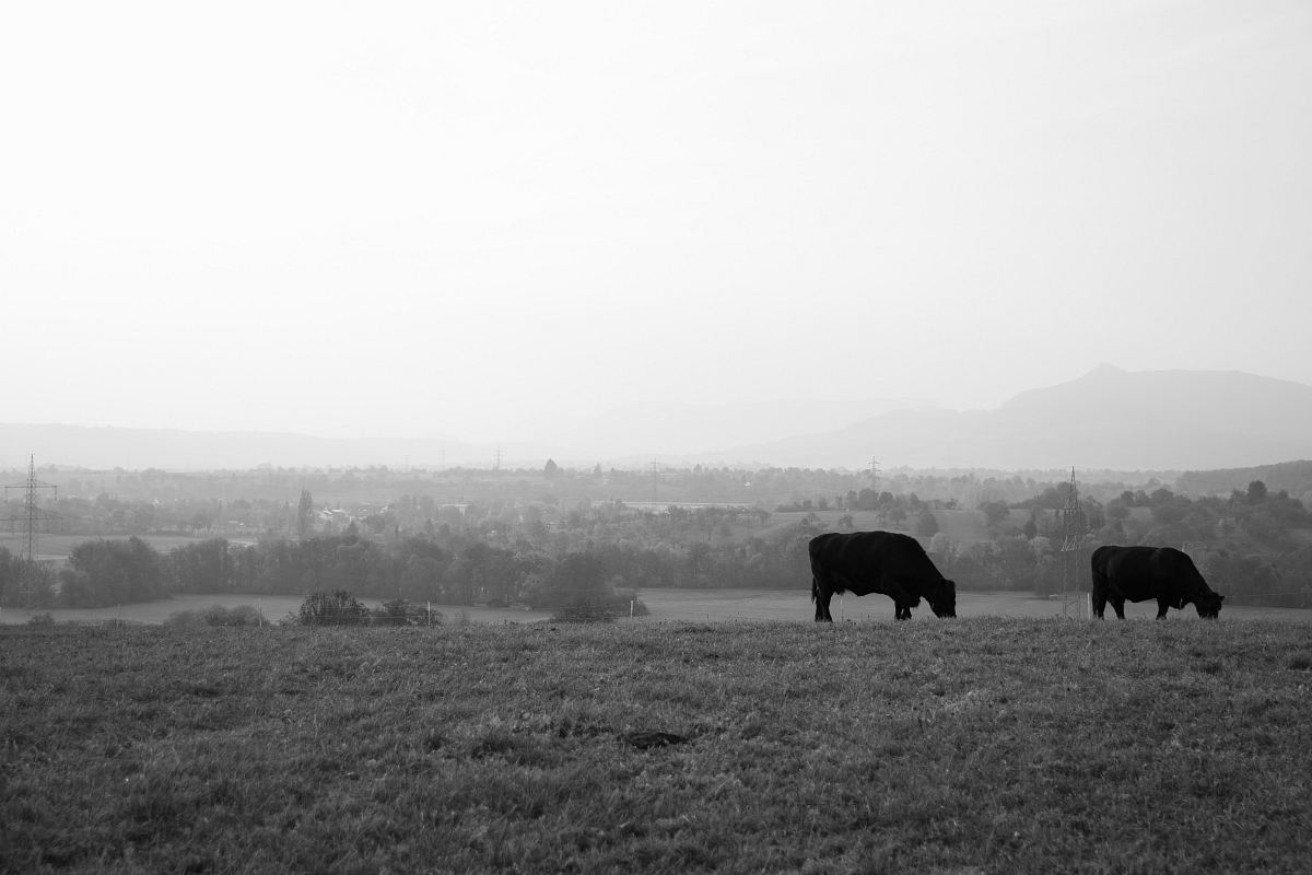 two black cattles eating grass