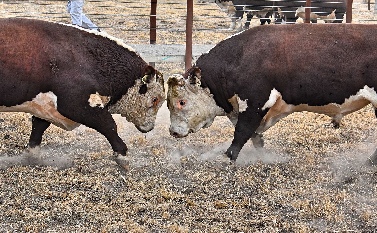 two brown and white cattle fighting in brown field
