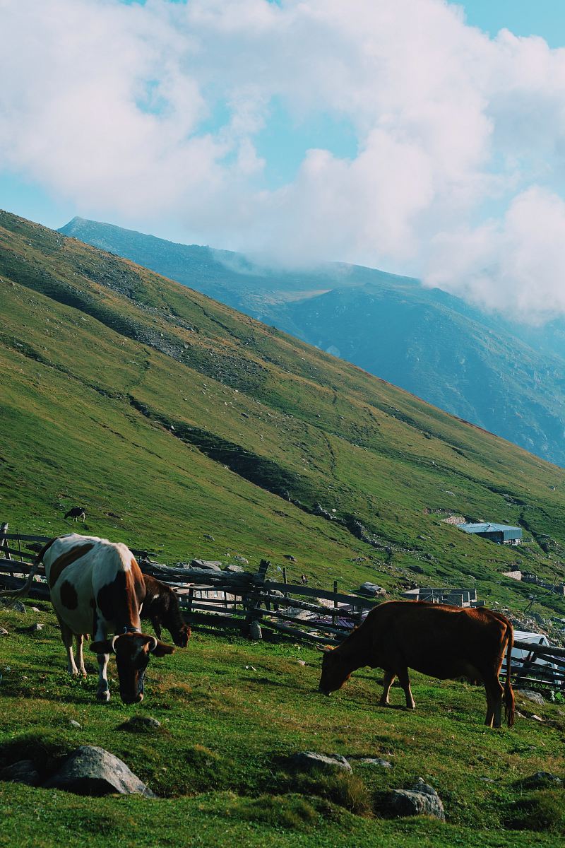 two brown and white cattles eating grass