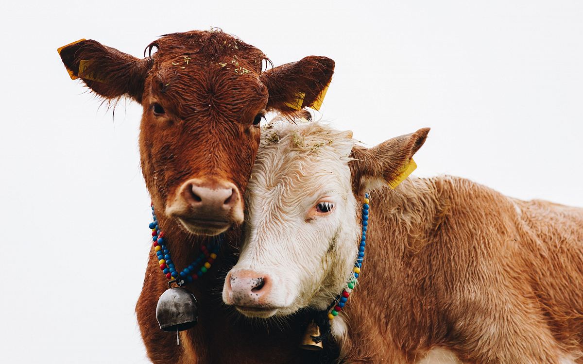 two brown cattles