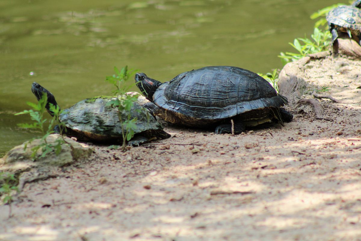 two brown turtles near pond