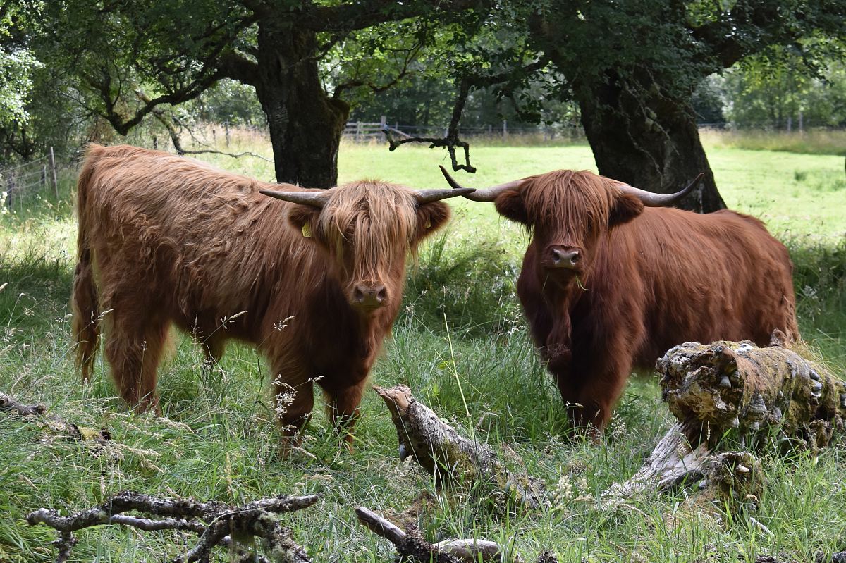 two brown yaks