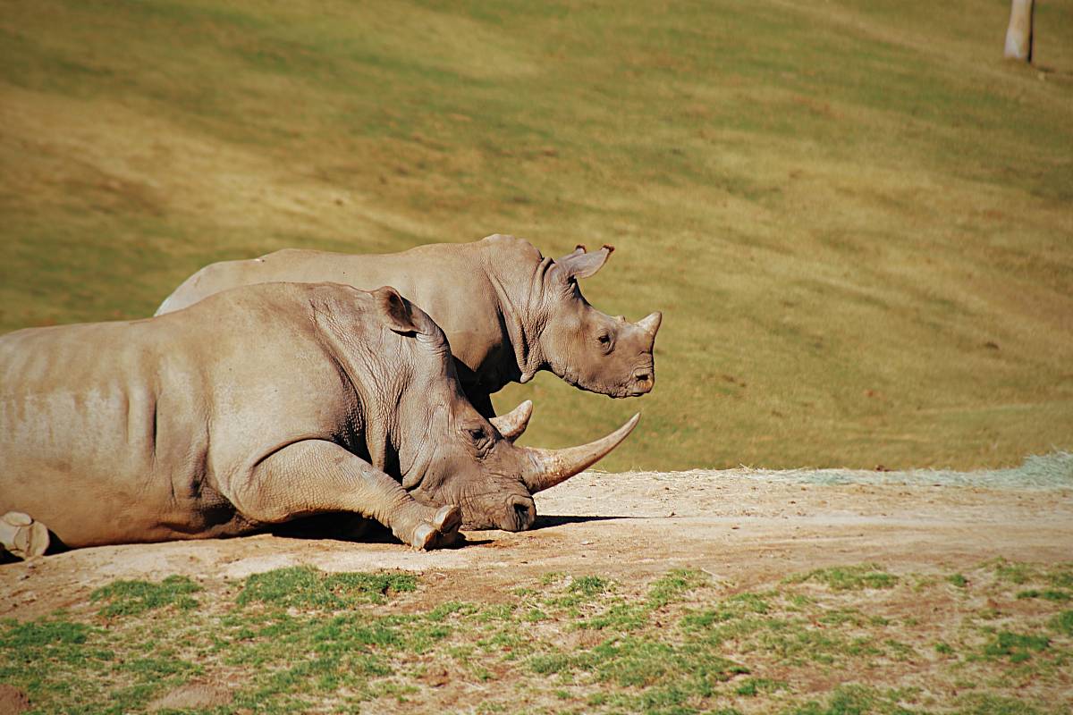 two gray rhinos lying on ground