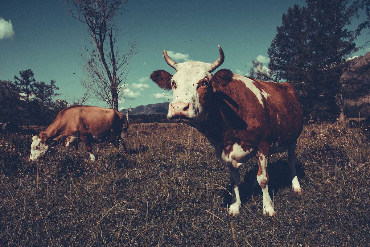 two white-and-brown cattles on green grass field during daytime