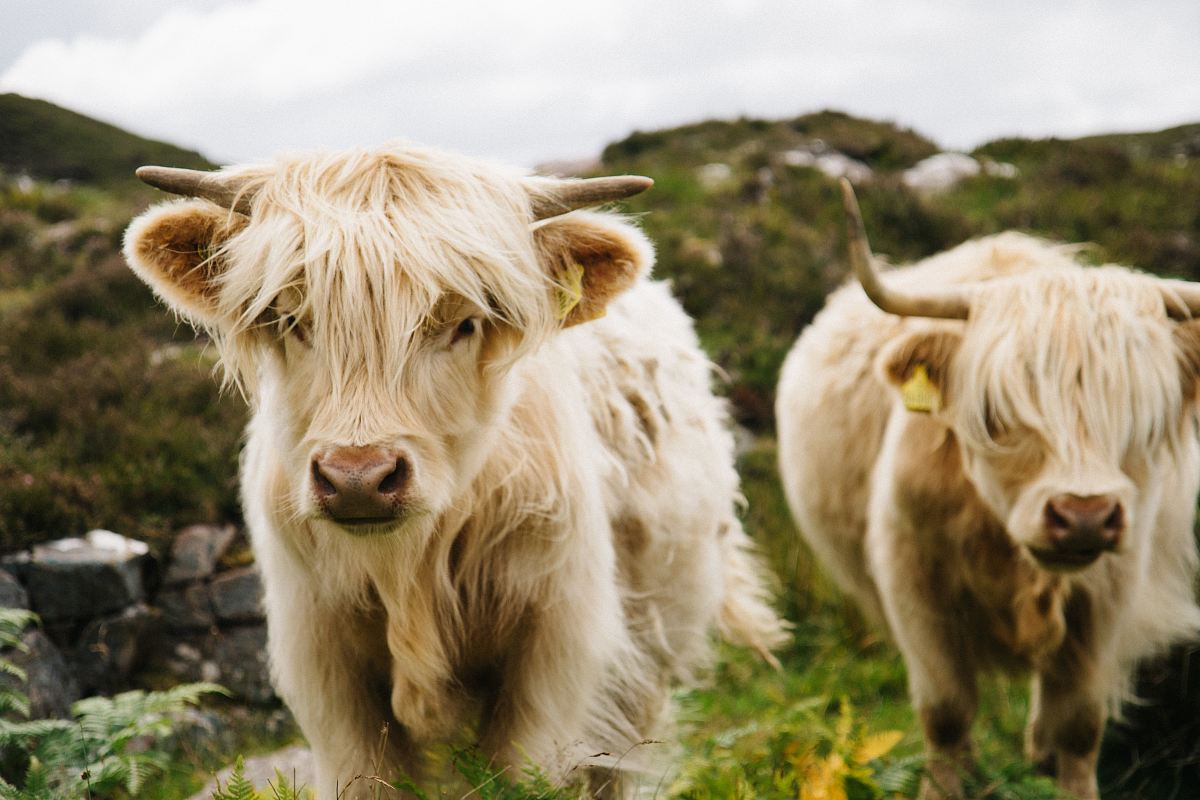 two white ox walking on grass
