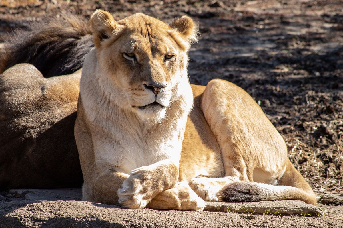 view of lioness
