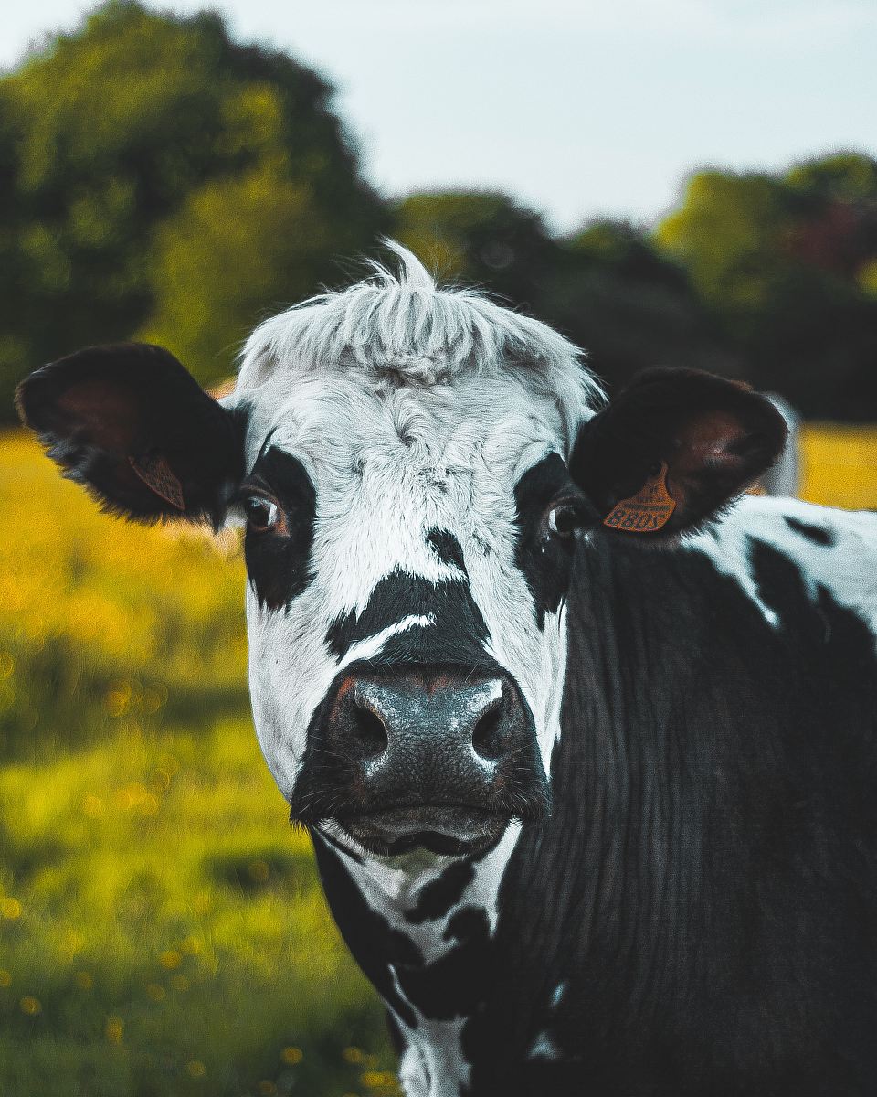 white and black cattle