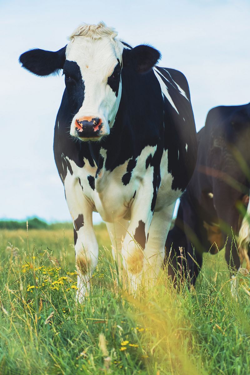 white and black cattle on green grass