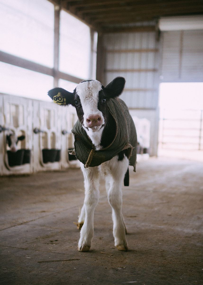 white and black cow