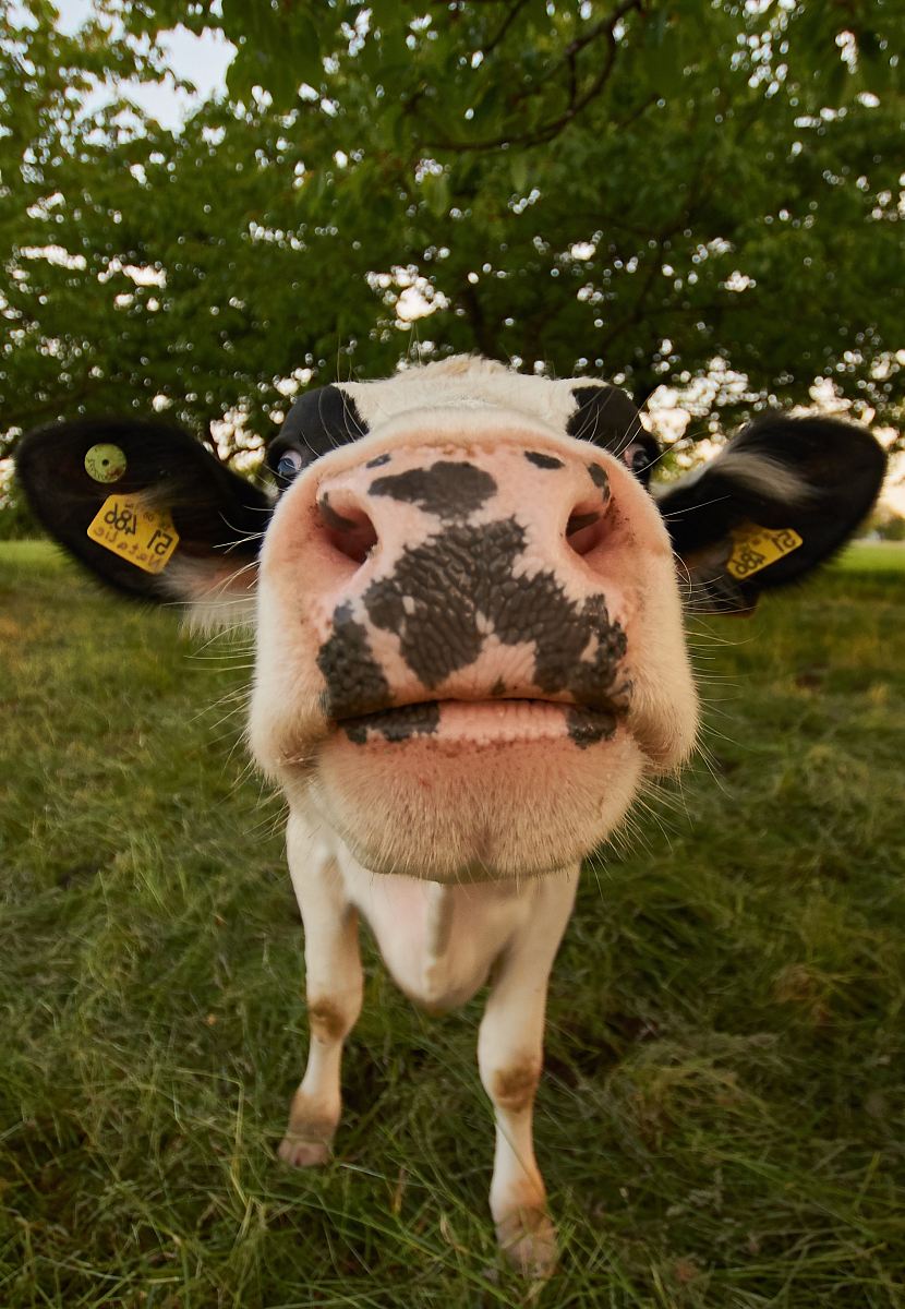white and black cow