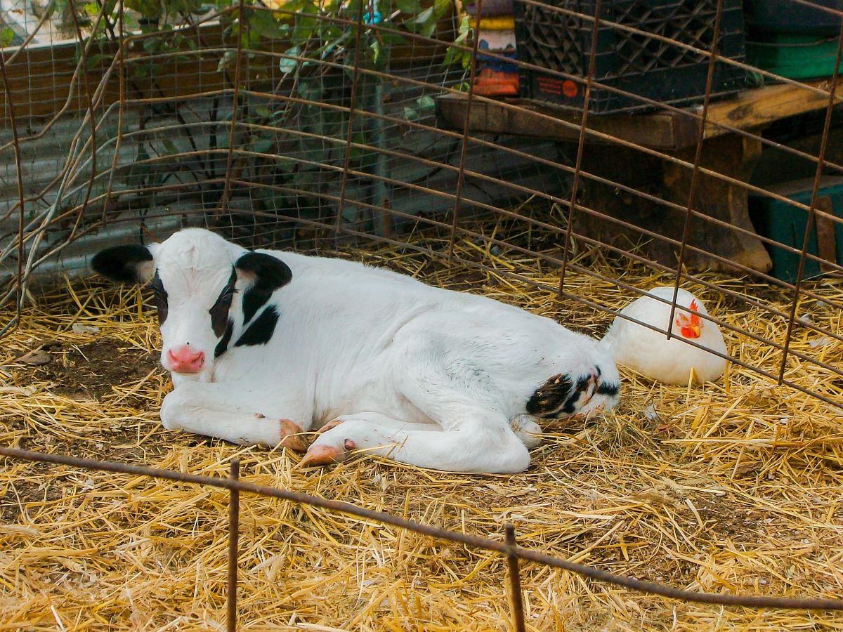 white and black cow