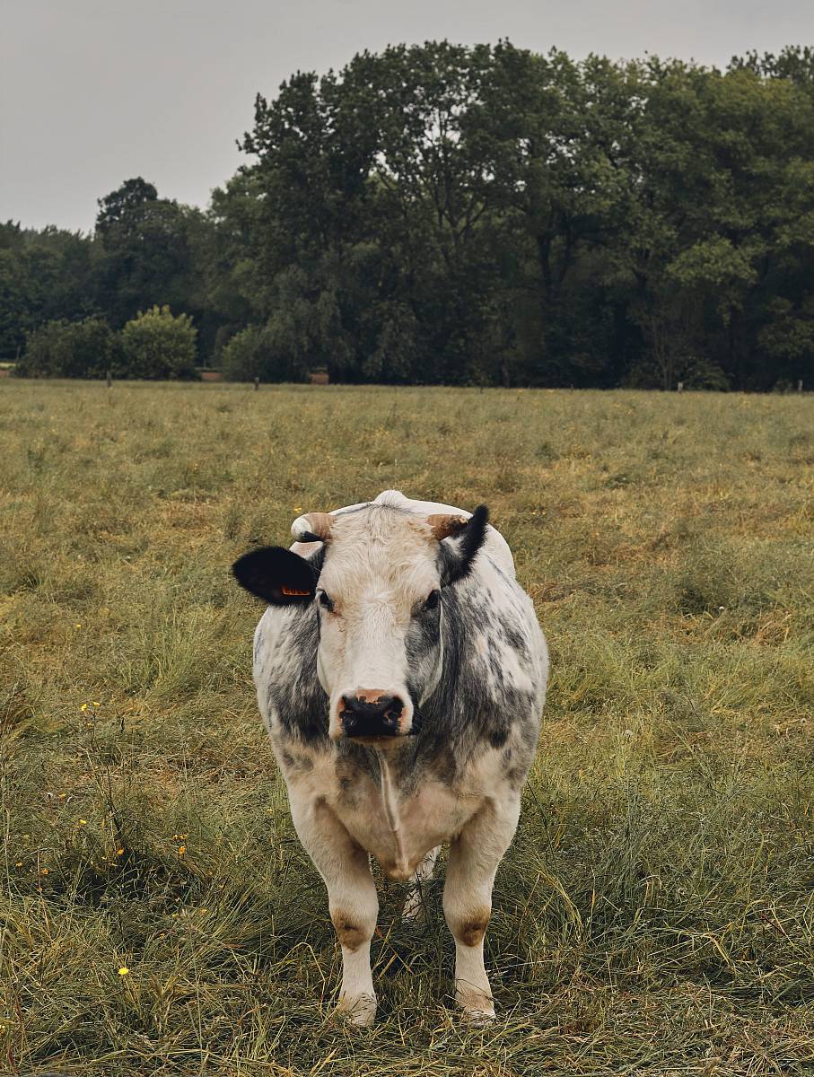white and black cow in a green grass field during daytime