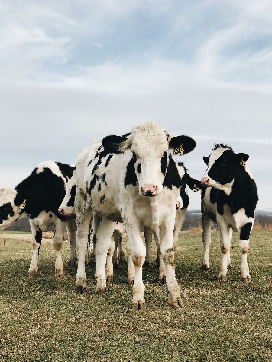 white and black cow on grass field