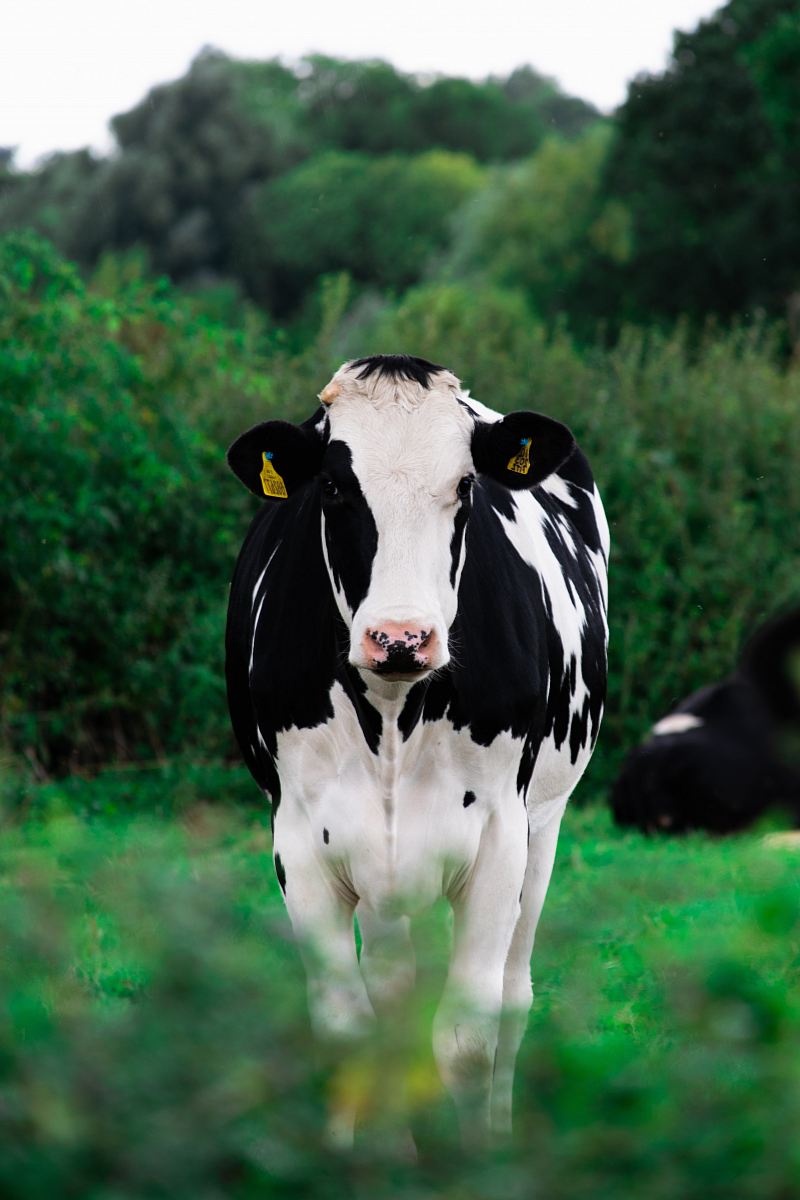 white and black cow standing on green grass field during daytime