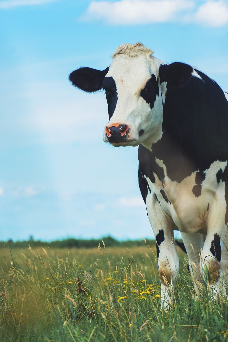 White And Brown Cow Image Free Photo