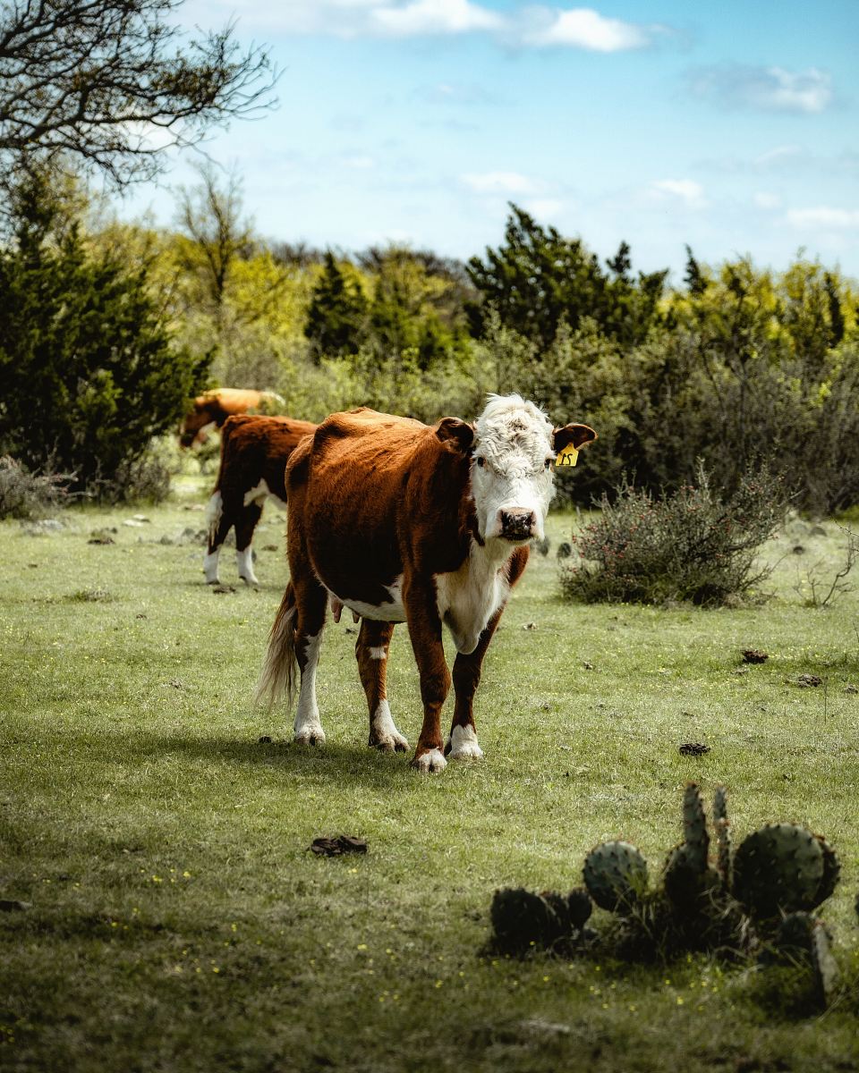 white and brown cow on grass field