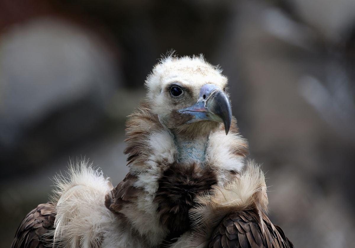 white and brown eagle
