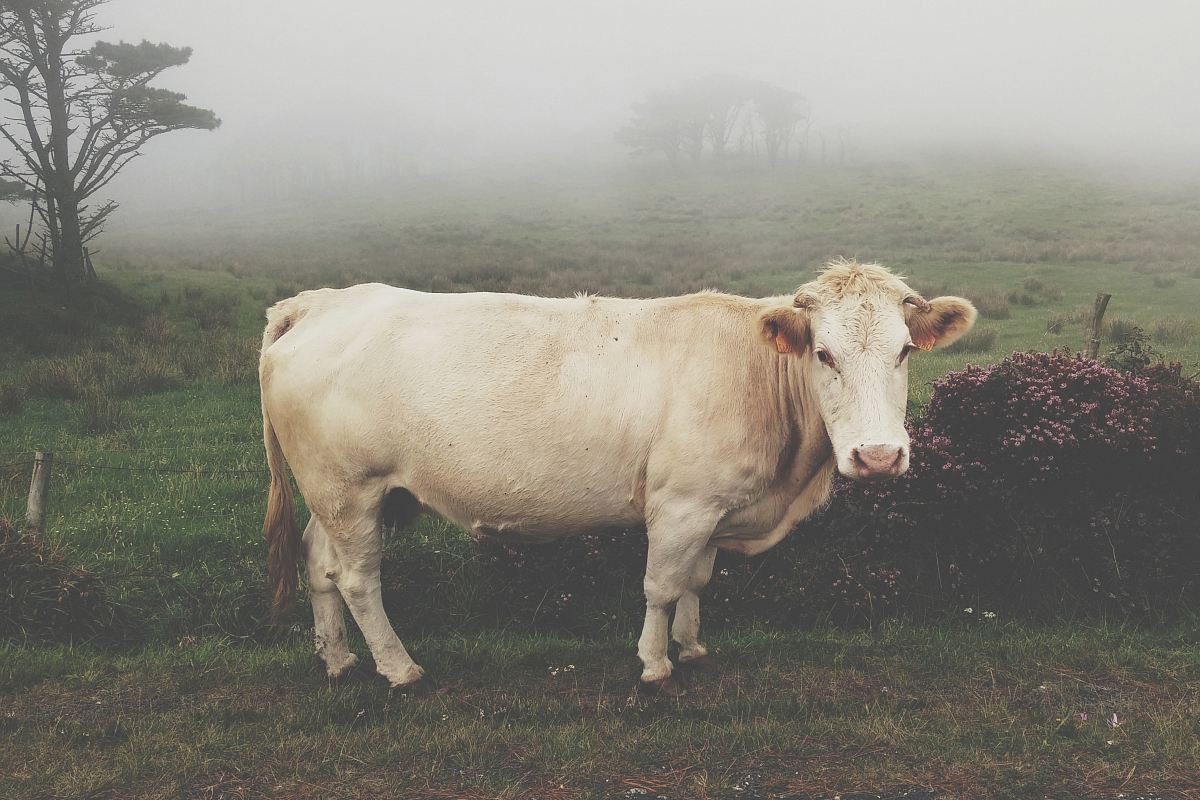 white cattle near green plant under white skt