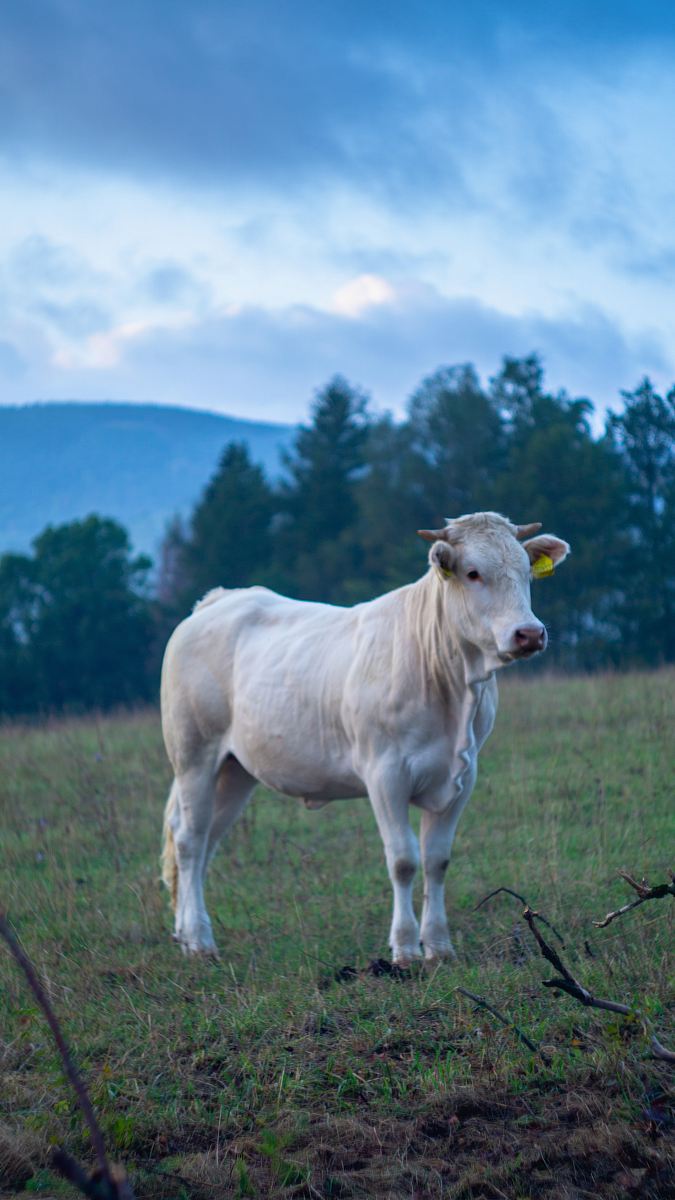 white cattle standing on grass field