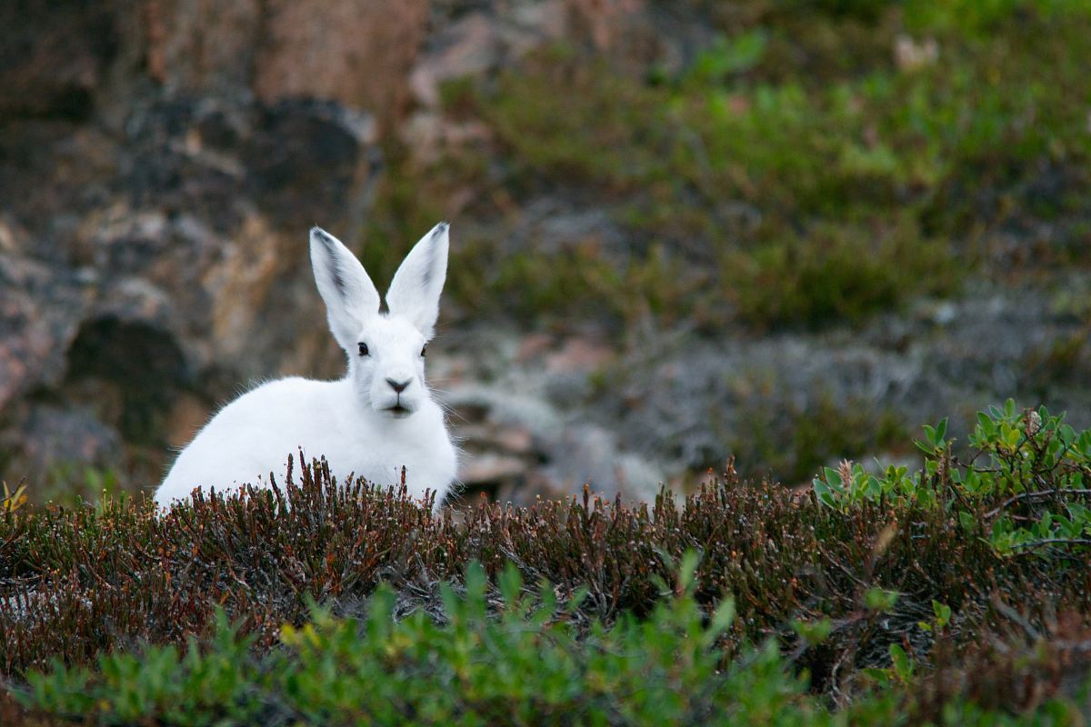 white rabbit on green grass field