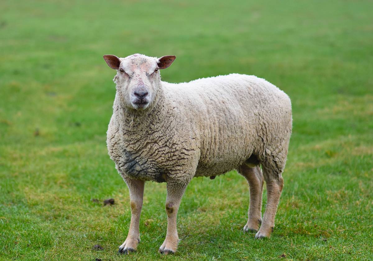 white sheep standing on green grass