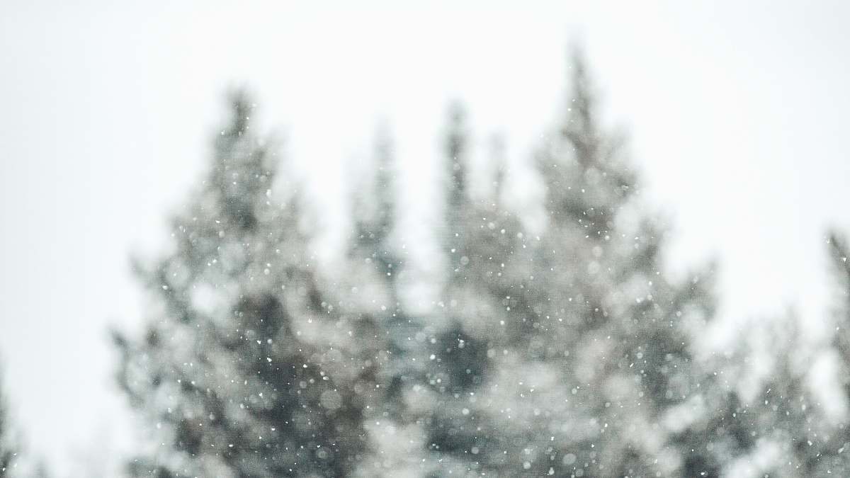 grey selective focus photo of trees snow