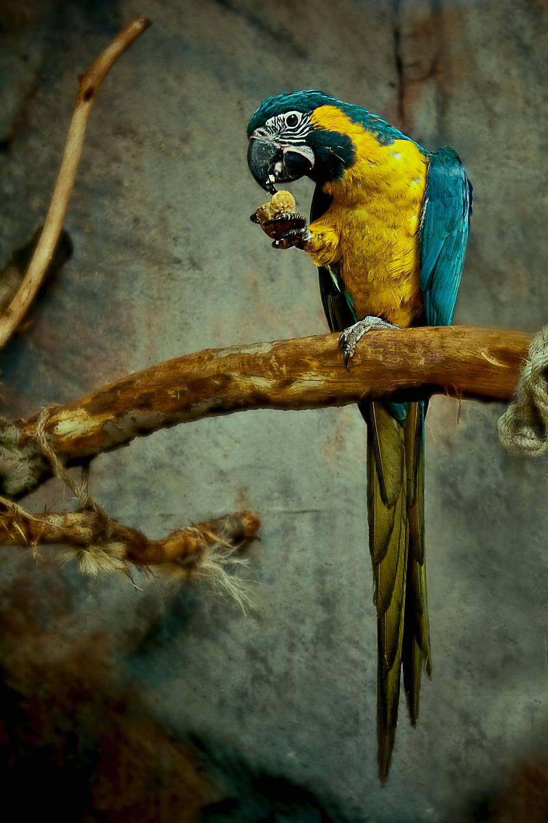 yellow and blue macaw perched on tree branch