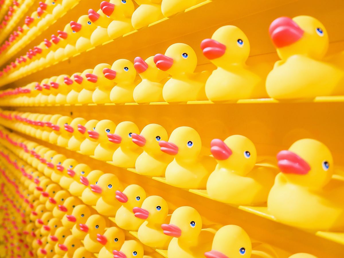 yellow rubber ducks