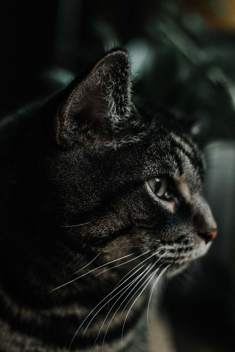 cat black and gray cat animal wallpapers