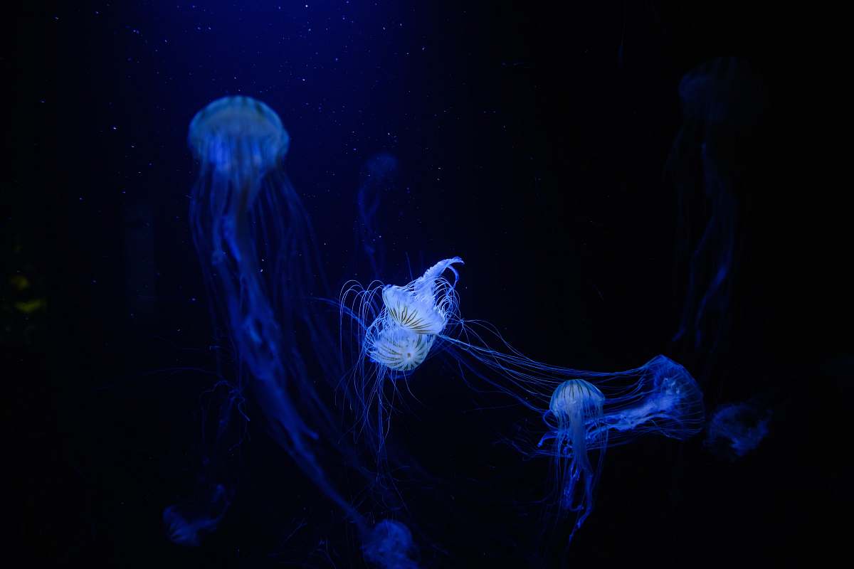 jellyfish bloom of jellyfish under water sea life