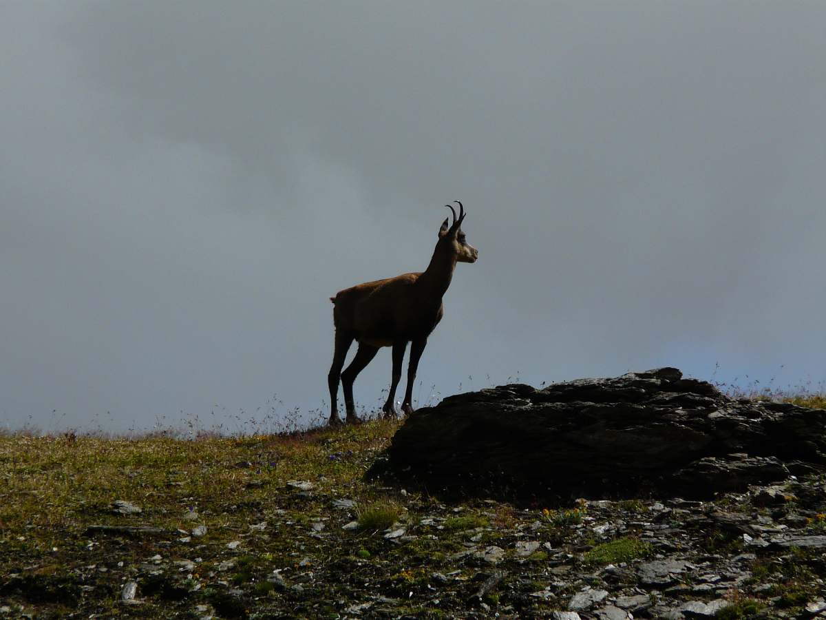 antelope brown elk on green field mammal