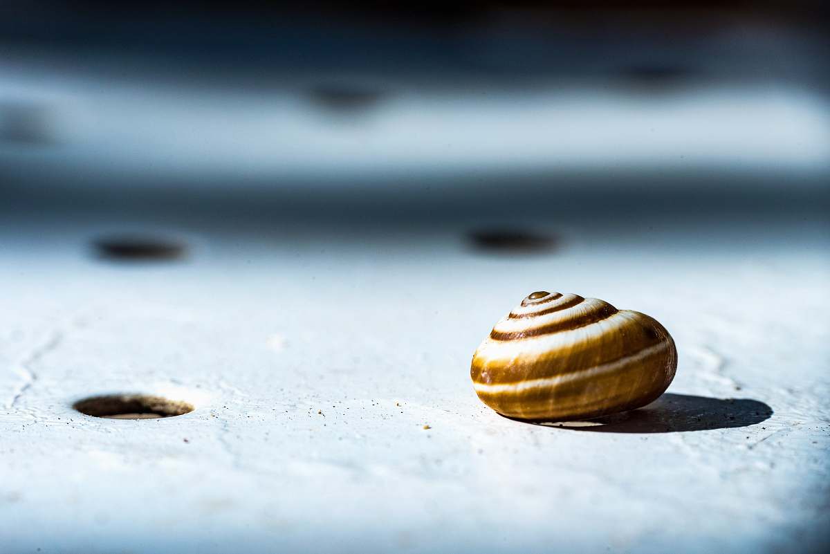nature brown seashell on gray surface in closed-up photo macro